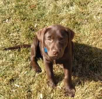 Akc registered chocolate labs best sale